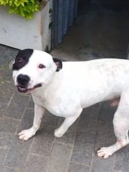 Cachorro ra a Pit-Bull idade 2 anos nome ROMEU