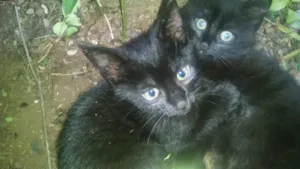 Gato raça srd idade Abaixo de 2 meses nome não tem