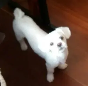 Cachorro raça Lhasa Apso idade 2 anos nome Lupy