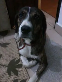 Cachorro raça SRD idade 2 anos nome Jack