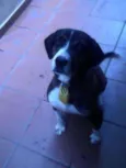 Cachorro raça SRD idade 2 anos nome Jack