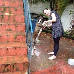 Cachorro raça SRD idade 2 anos nome Jack