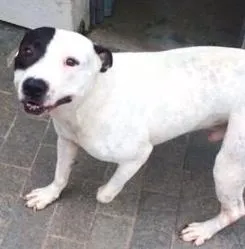 Cachorro raça Pit-Bull idade 2 anos nome ROMEU