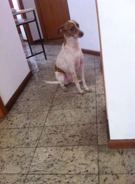 Cachorro ra a SRD idade 1 ano nome Dorothy