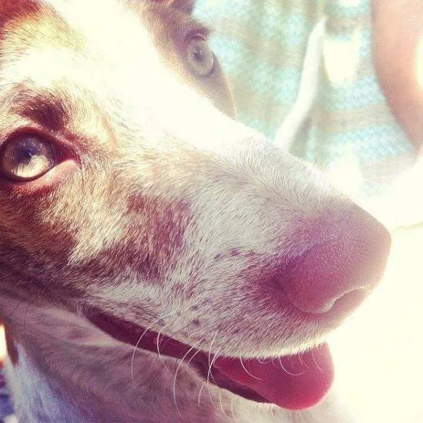 Cachorro ra a SRD idade 1 ano nome Dorothy