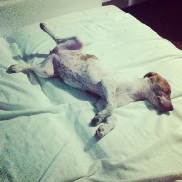 Cachorro ra a SRD idade 1 ano nome Dorothy