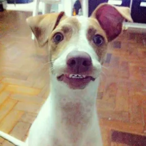 Cachorro raça SRD idade 1 ano nome Dorothy