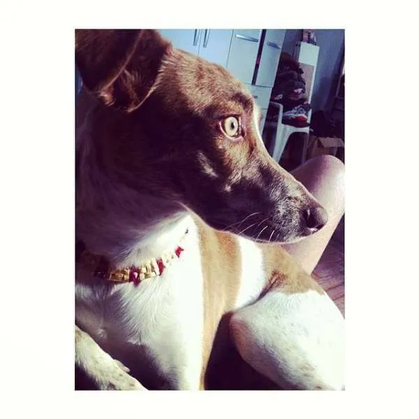 Cachorro ra a SRD idade 1 ano nome Dorothy