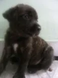 Bob