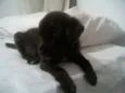 Bob