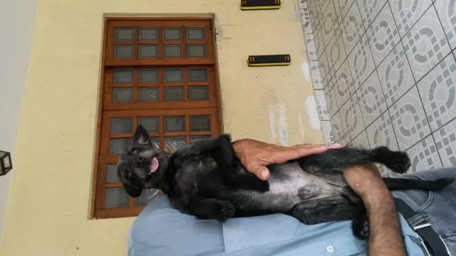 Cachorro raça nao definida idade 3 anos nome Nina e Nino
