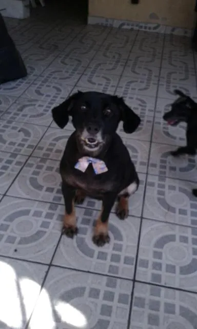 Cachorro raça nao definida idade 3 anos nome Nina e Nino