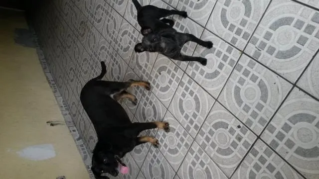 Cachorro raça nao definida idade 3 anos nome Nina e Nino