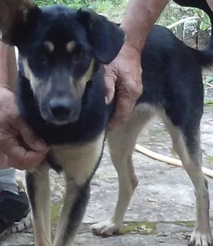 Cachorro raça mix idade  nome Vitoria