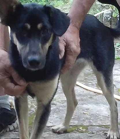 Cachorro ra a mix idade  nome Vitoria