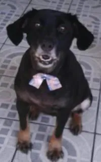 Cachorro raça nao definida idade 3 anos nome Nina e Nino