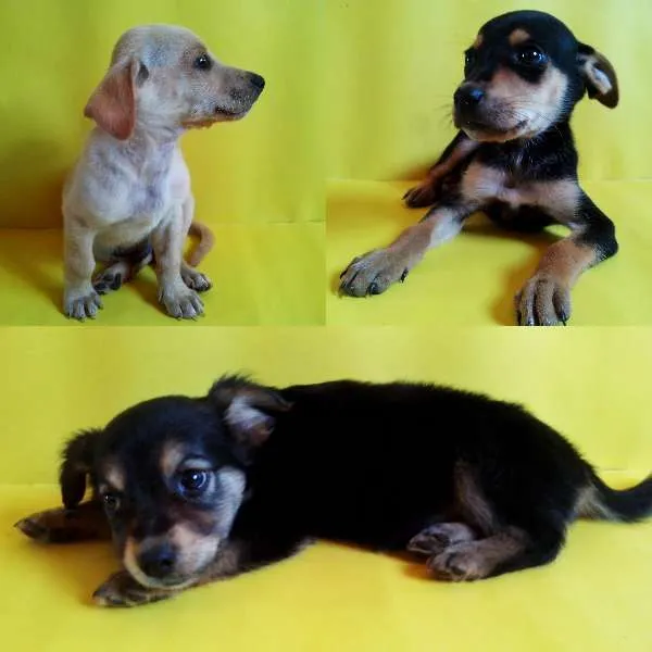 Cachorro ra a Vira-Lata idade Abaixo de 2 meses nome ADOTE ELES