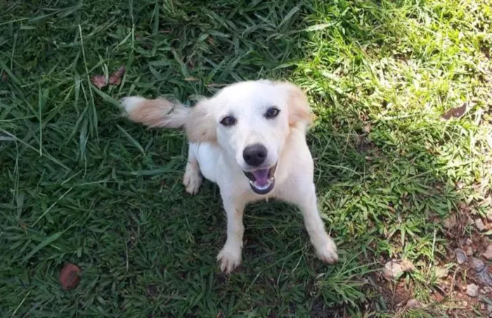 Cachorro ra a SRD idade 1 ano nome daslu