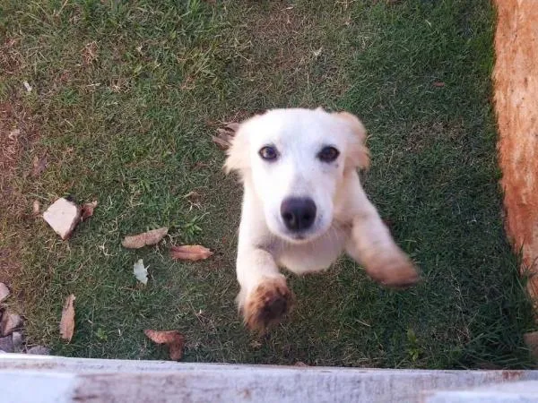 Cachorro ra a SRD idade 1 ano nome daslu