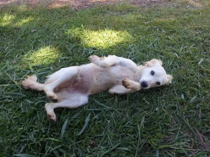 Cachorro ra a SRD idade 1 ano nome daslu