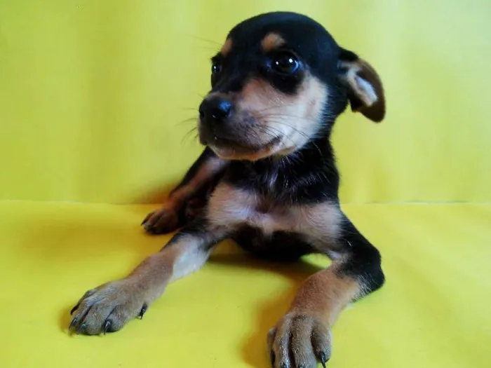 Cachorro ra a Vira-Lata idade Abaixo de 2 meses nome ADOTE ELES