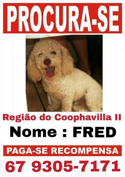 Cachorro ra a Poodle idade 6 ou mais anos nome FRED GRATIFICA