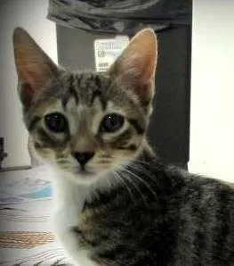 Gato ra a SRD idade 2 a 6 meses nome Ben