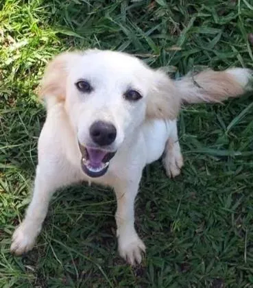 Cachorro ra a SRD idade 1 ano nome daslu