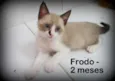 Frodo