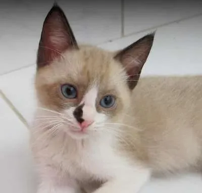Gato ra a SRD idade 2 a 6 meses nome Frodo