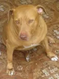 kaloa