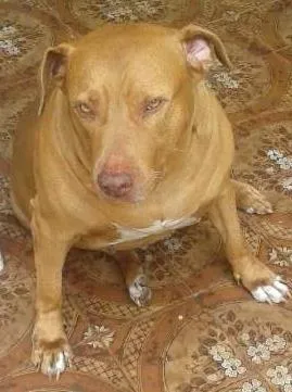 Cachorro raça SRD idade 6 ou mais anos nome kaloa