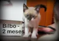 Bilbo