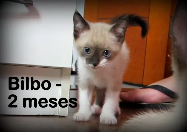 Gato ra a SRD idade 2 a 6 meses nome Bilbo