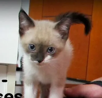 Gato ra a SRD idade 2 a 6 meses nome Bilbo