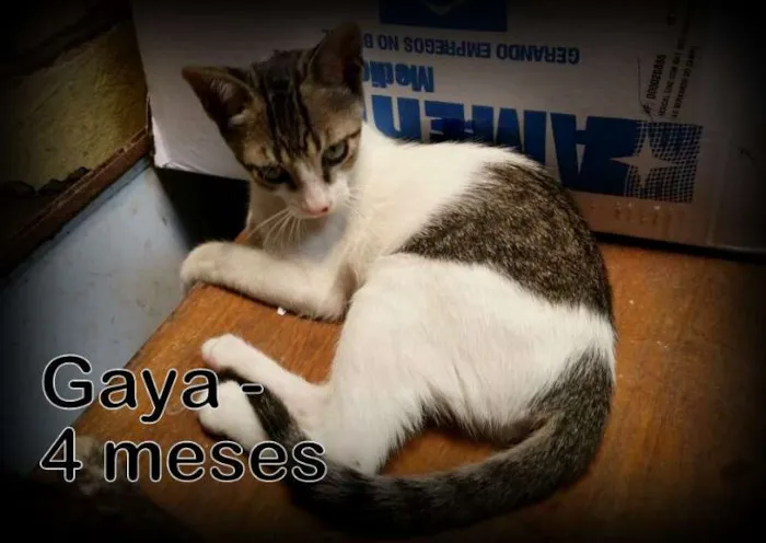 Gato ra a SRD idade 2 a 6 meses nome Gaya