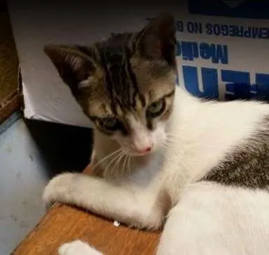 Gato ra a SRD idade 2 a 6 meses nome Gaya