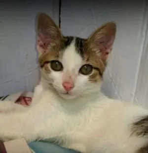 Gato raça SRD idade 2 a 6 meses nome Lola