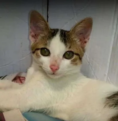 Gato ra a SRD idade 2 a 6 meses nome Lola
