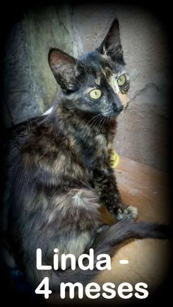 Gato ra a SRD idade 2 a 6 meses nome Linda