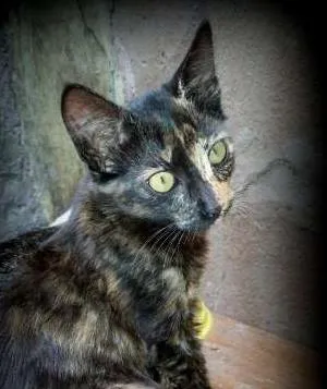 Gato raça SRD idade 2 a 6 meses nome Linda