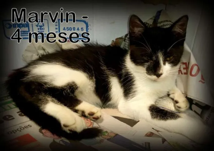 Gato ra a SRD idade 2 a 6 meses nome Meline