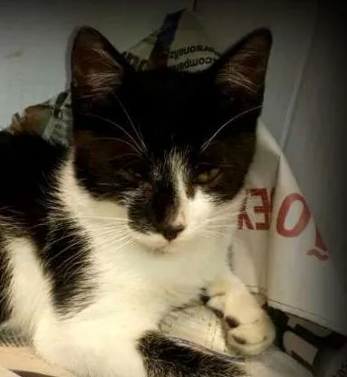 Gato ra a SRD idade 2 a 6 meses nome Meline