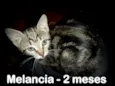Melancia