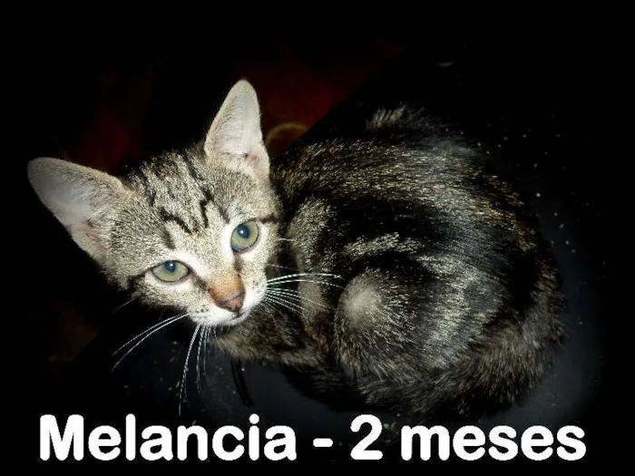 Gato ra a SRD idade 2 a 6 meses nome Melancia