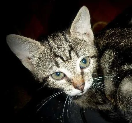 Gato ra a SRD idade 2 a 6 meses nome Melancia
