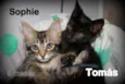 Sphie e Tomas