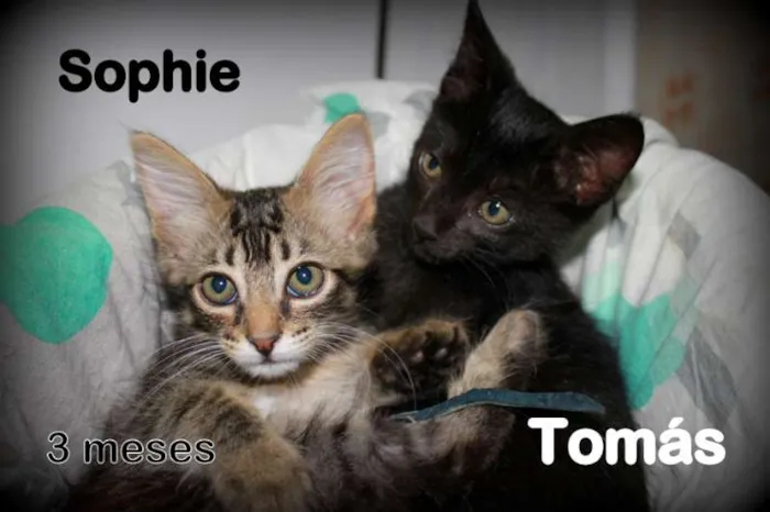 Gato ra a SRD idade 2 a 6 meses nome Sphie e Tomas