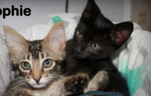 Gato raça SRD idade 2 a 6 meses nome Sphie e Tomas