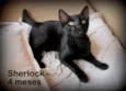 Sherlock